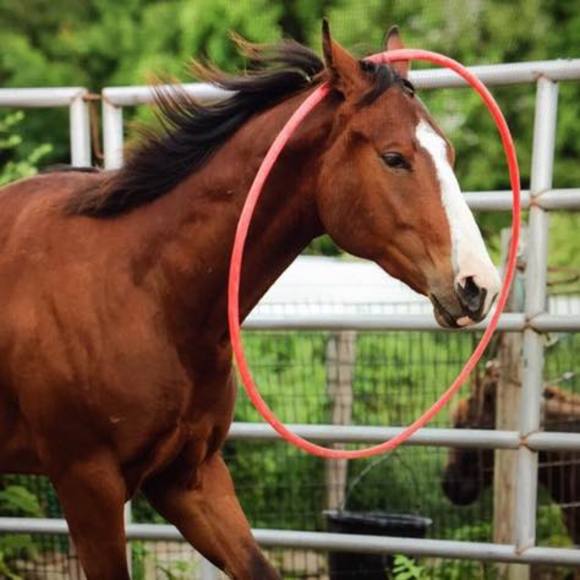 Meet your Posher, Sam - Picture 1 of 1